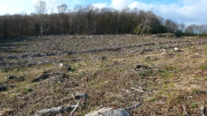 Photo de coupe rase au premier plan, forêt de feuillus au seconde plan.