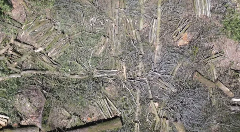 vue aérienne d'une coupe rase.