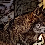 Loup européen (canis lupus lupus)