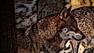 Loup européen (canis lupus lupus)