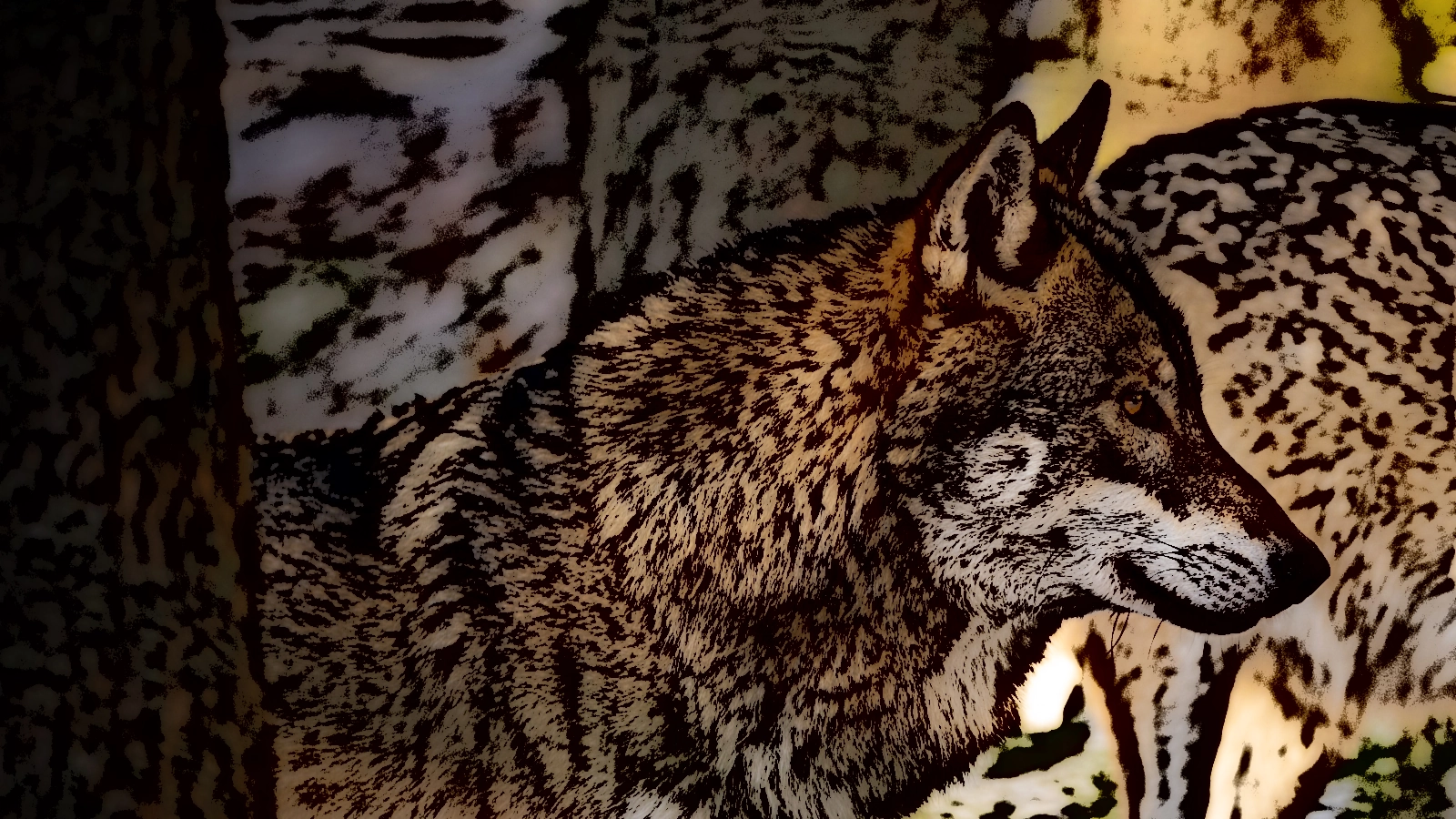 Loup européen (canis lupus lupus)