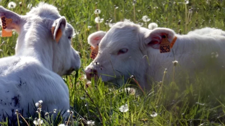 Deux vaches couchées dans un pré