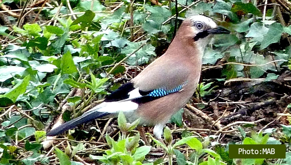 Formation forêt : la symbiose chêne-geai