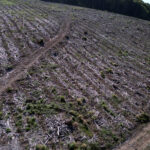 Coupe rase en Morvan