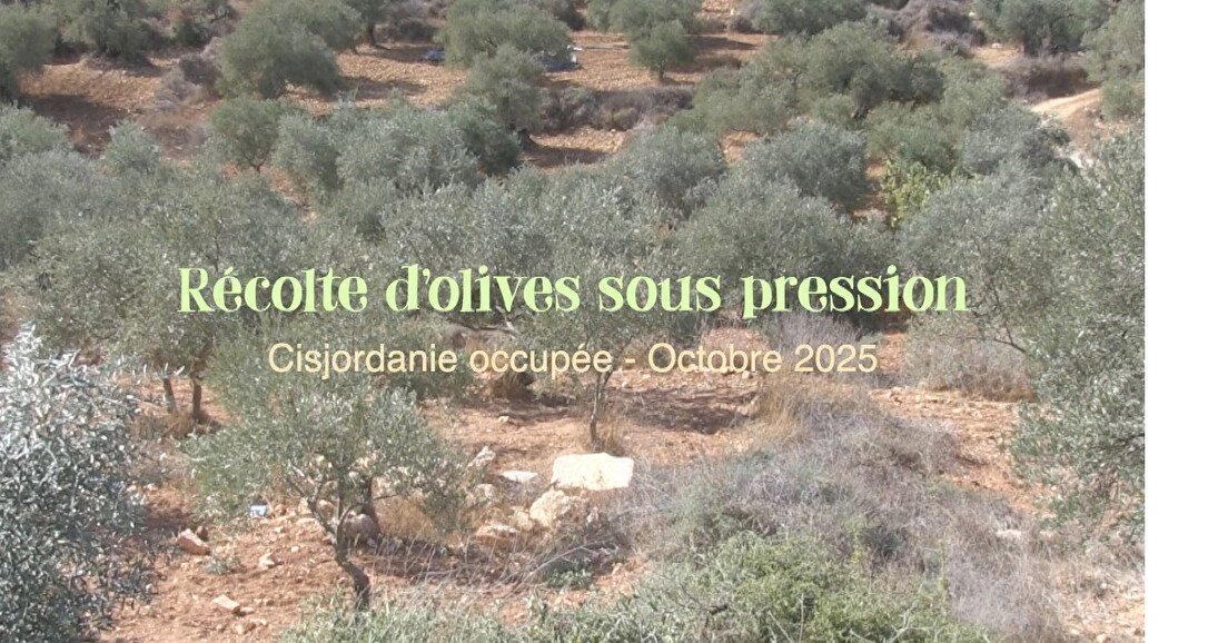 Soirée Palestine avec la projection du film "Récolte d'olives sous pression"
